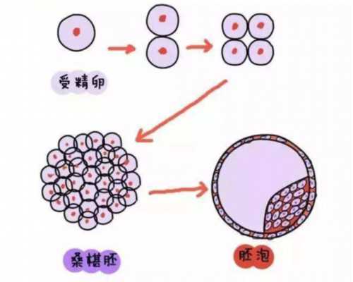 宝宝什么阶段最黏成都助孕妈妈